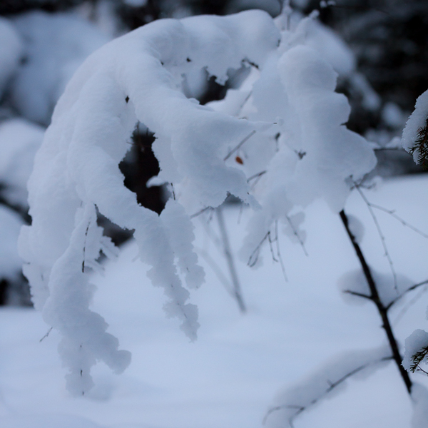 Snötyngt träd