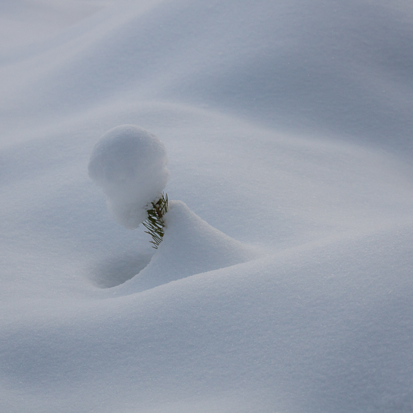 Tallplanta tyngd av snö