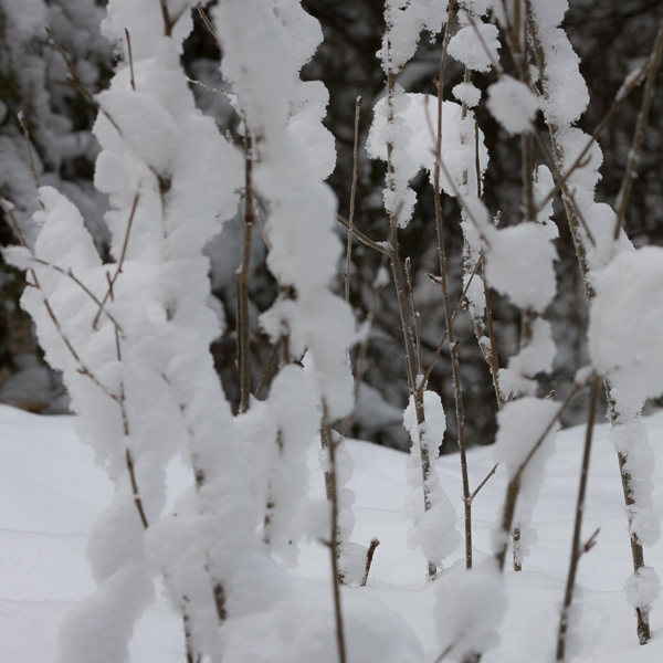 Snö på sly